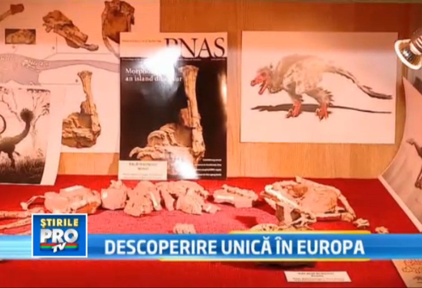 Scheletul unui pterosaur, cu o vechime de peste 69 de milioane de ani, a fost descoperit in Alba