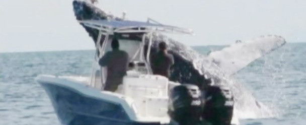 Momentul incredibil in care o balena de 40 de tone rastoarna o barca de pescuit. VIDEO