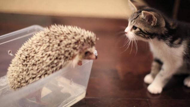 Cum arata prietenia dintre o pisicuta si un arici. VIDEO