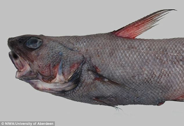 Galerie foto. Noi specii de pesti, descoperite langa Noua Zeelanda, la peste 9 kilometri adancime