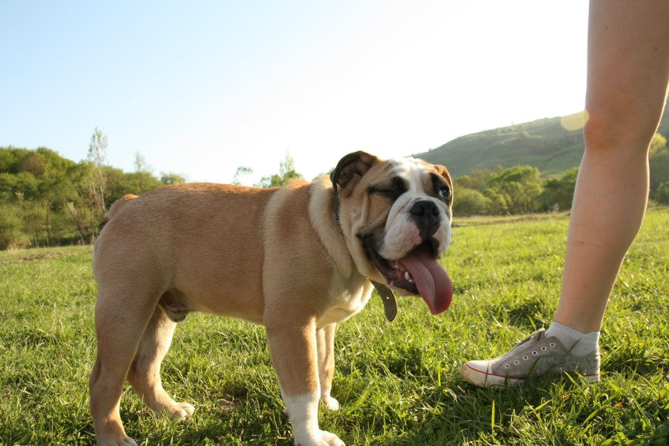 Sondaj cu like si dislike. Primarul Timisoarei vrea sa rezolve virtual problema cainilor vagabonzi