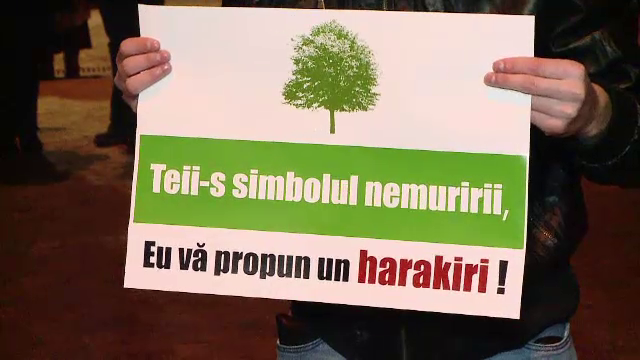 Protest in Iasi ca teii din centrul orasului sa nu fie taiati. Autoritatile aduc salcami japonezi