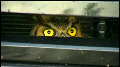 O femeie din Statele Unite era sa lesine cand a vazut ce traia langa motorul masinii sale