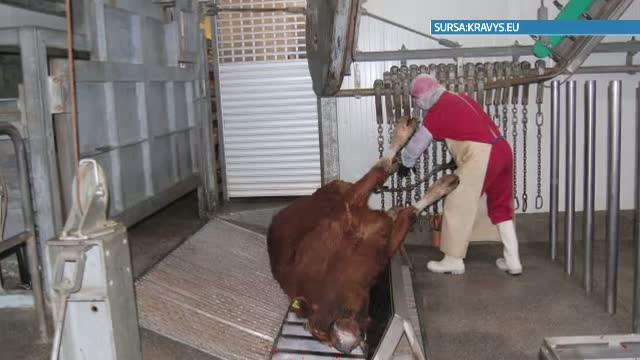 Teste ADN efectuate pe produsele de vita din toata Europa. Analizele vor fi finantate partial de CE