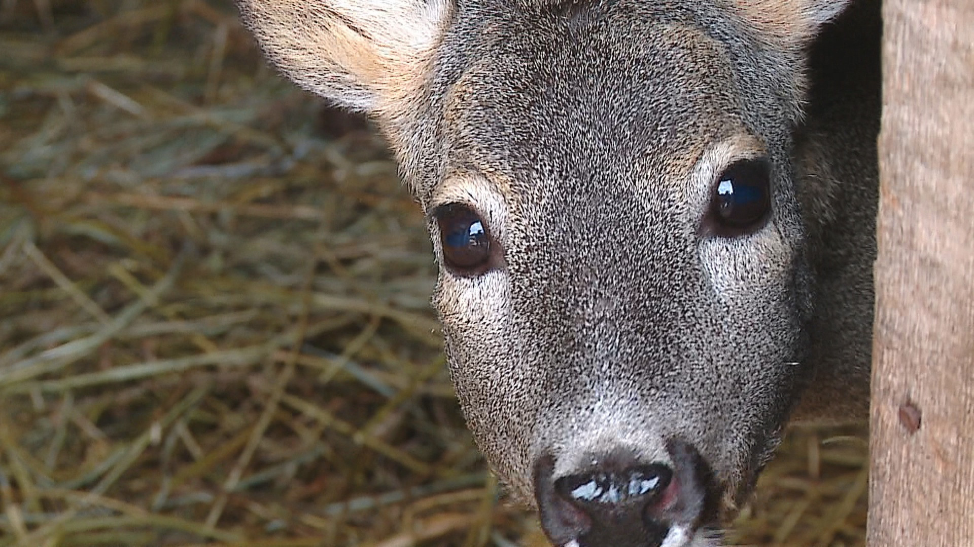 Vanator din Bistrita, cercetat pentru braconaj de politistii din Mures
