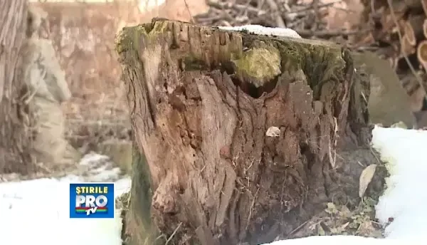 Papusile realizate de sculptorii clujeni prind viata pe scene din strainatate