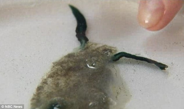 Jumatate meduza, jumatate melc. O creatura de mare ciudata a esuat pe o plaja din SUA. VIDEO