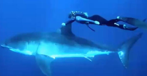 Curaj fara margini: Cum inoata o femeie alaturi de un rechin: VIDEO