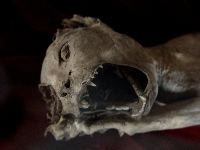 Ce a descoperit in podul casei un barbat din Marea Britanie: "Semana foarte mult cu o mumie":