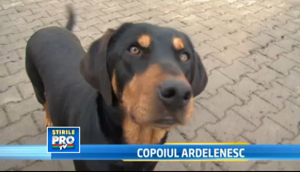 Iubitorii de animale se lupta sa salveze de la disparitie copoiul ardelenesc