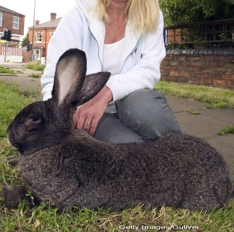 Crescatorii s-au reprofilat, afacerile cu iepuri gigant au inceput sa infloreasca in Romania