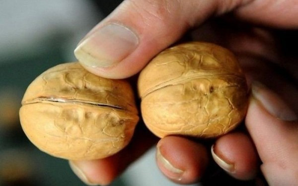 SOCUL VIETII pentru acest barbat! Ce a gasit in DOUA NUCI: "NU CRED! Nu e posibil!"