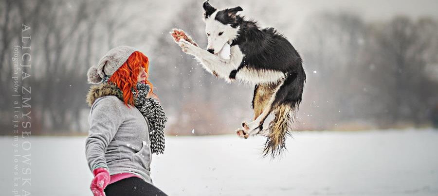 Clipul care a impresionat sute de mii de oameni: Ce stie sa faca acest caine! VIDEO