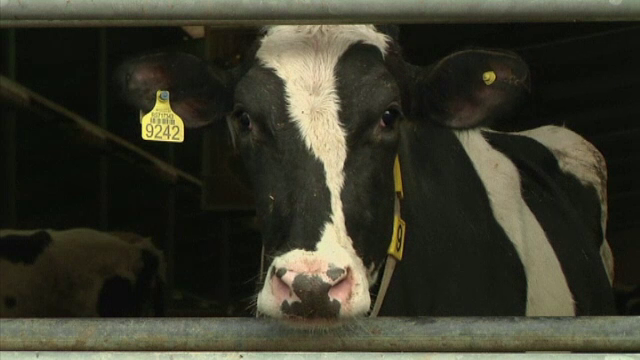 Criza laptelui contaminat ia amploare in Balcani. Serbia scoate de pe piata produsele suspectate
