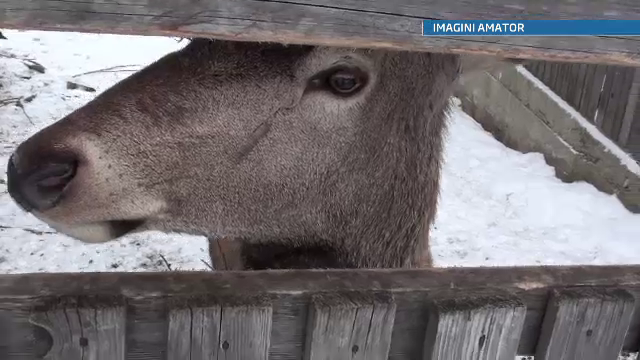 Imagini socante in Brasov. Cerb tinut in captivitate, cu instalatii de pom de Craciun in coarne