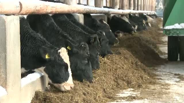 Un nou scandal zguduie industria alimentara din Europa. Ce este aflatoxina si cum ajunge in lapte