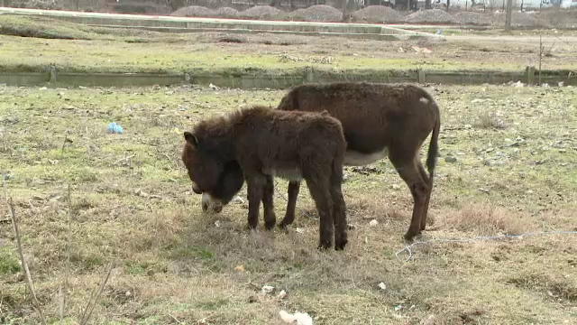 “Am gasit 2 animale pe camp, erau ale nimanui”. Cum au ajuns 2 magari in farfuriile a zeci de oameni