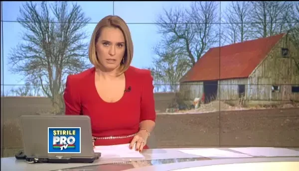 Imagini socante in Brasov. Cerb tinut in captivitate, cu instalatii de pom de Craciun in coarne