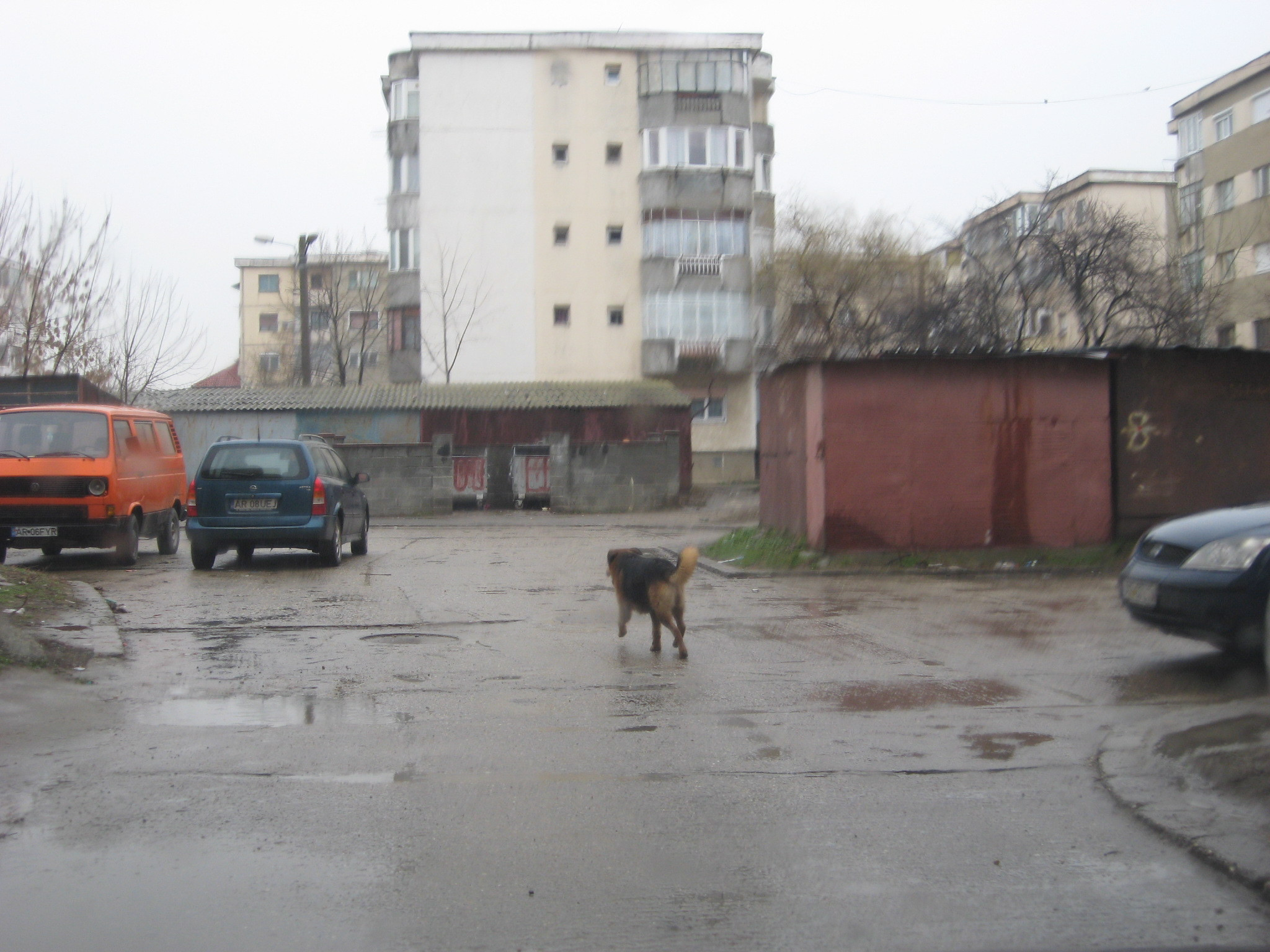 O asociatie din Germania sterilizeaza gratuit cainii fara stapan din Timisoara