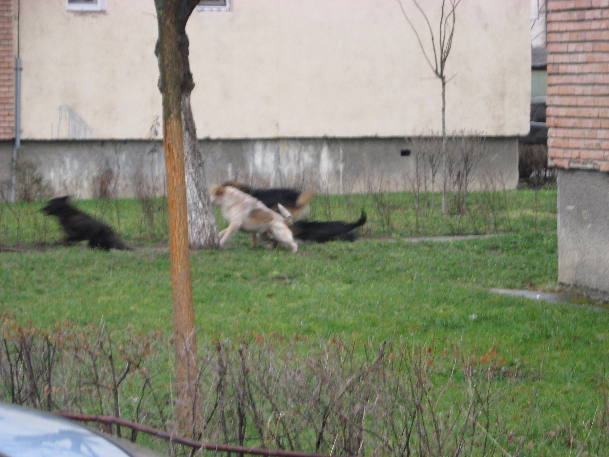 Cainii comunitari din Alba vor avea un adapost nou