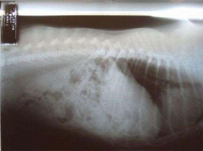 Un caine din rasa Labrador, salvat de medici dupa ce a inghitit 79 de pietricele