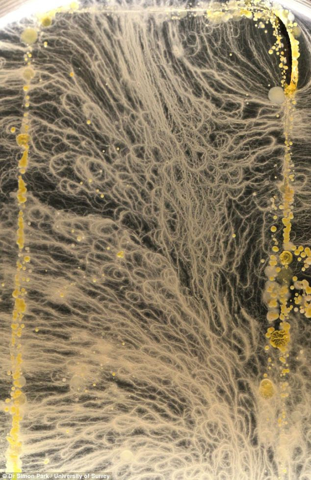 Cate bacterii se afla pe telefoanele mobile? FOTO