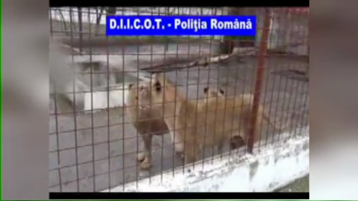 "Dormea cu leii in pat, lui Baloo ii dadea sa manance din gura". Ce se intampla la "ZOO Camataru"