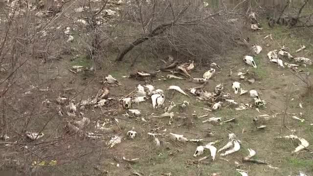 Imagini socante. 500 de capete de cai si magari, gasite intr-o rapa din Galati: "Sunt vechi de 1 an"