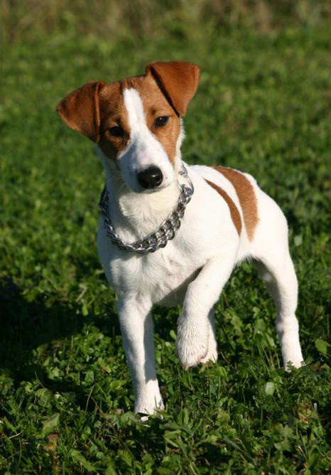Jack Russell terrier