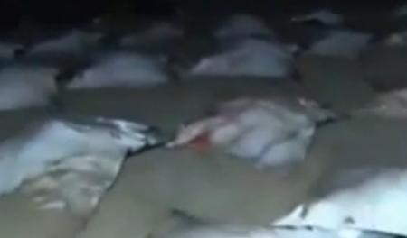 VIDEO. Sute de diavoli-de-mare au esuat pe o plaja din Gaza. Nimeni nu-si da seama ce s-a intamplat