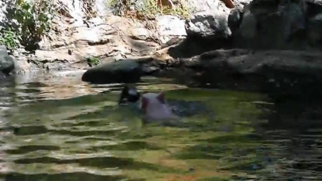 7 milioane de oameni s-au uitat la acest clip cu lacrimi in ochi fara sa stie ca de fapt este trucat