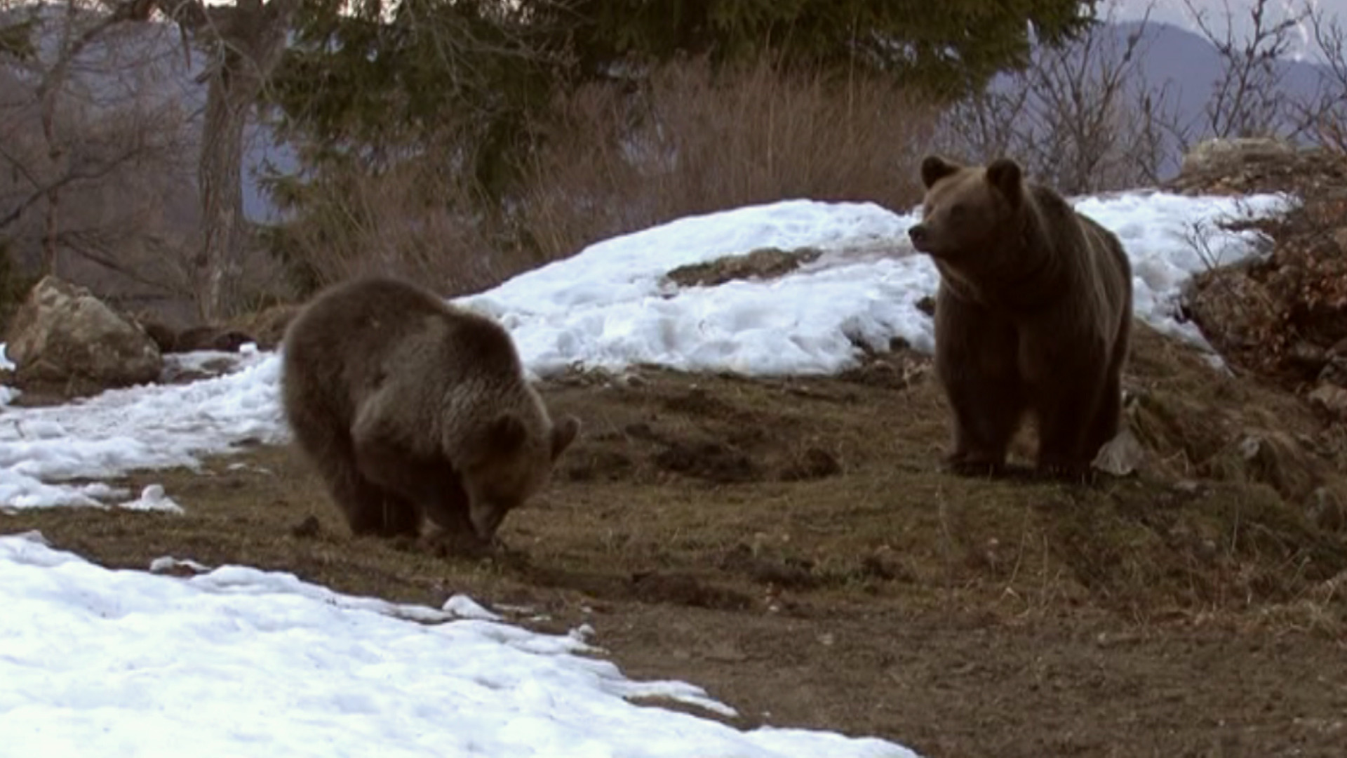 Ursul, intre comoara si pacoste. Duminica, la Romania te iubesc, adevarul despre oameni si ursi