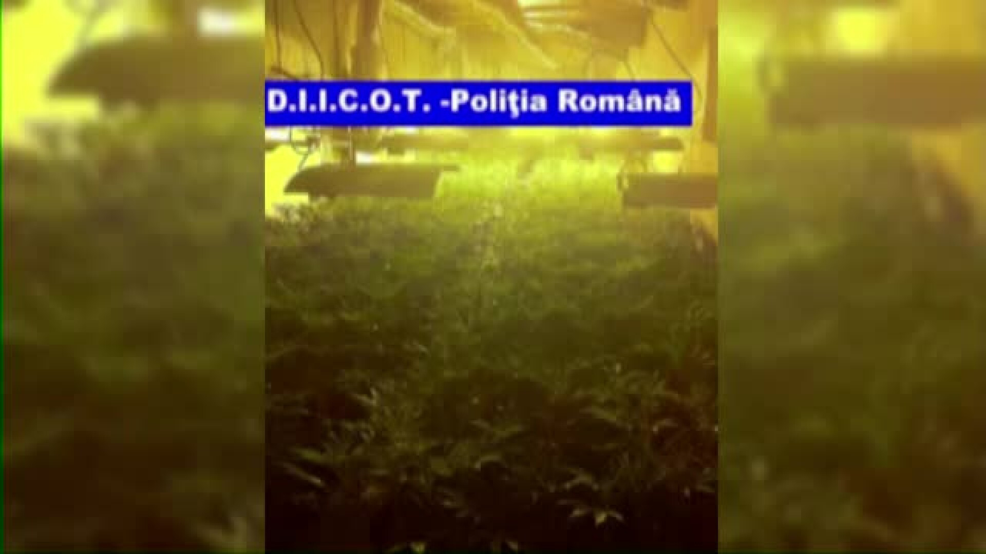 Captura record de droguri in Arad. "Agricultorii" cultivau sere intregi de canabis in foste CAP-uri