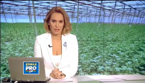 Captura record de droguri in Arad. Agricultorii cultivau sere intregi de canabis in foste CAP-uri