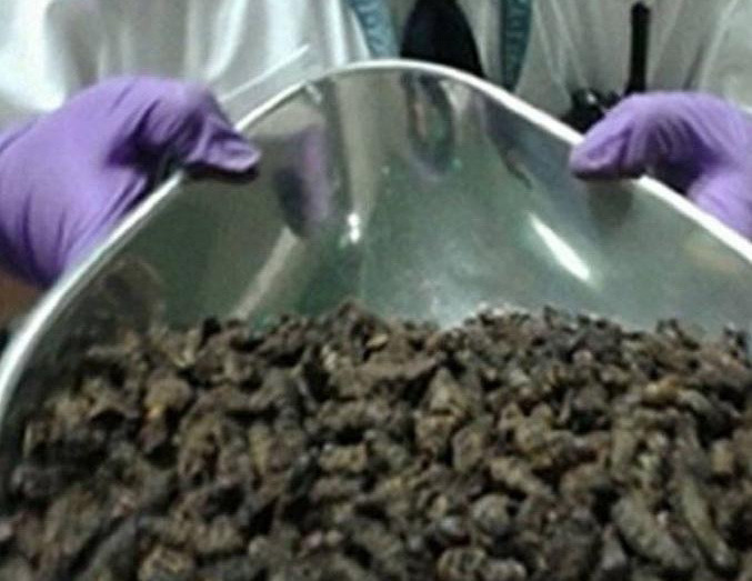 Ce au gasit paznicii de pe aeroportul din Londra in valiza unui tanar a uimit pe toata lumea