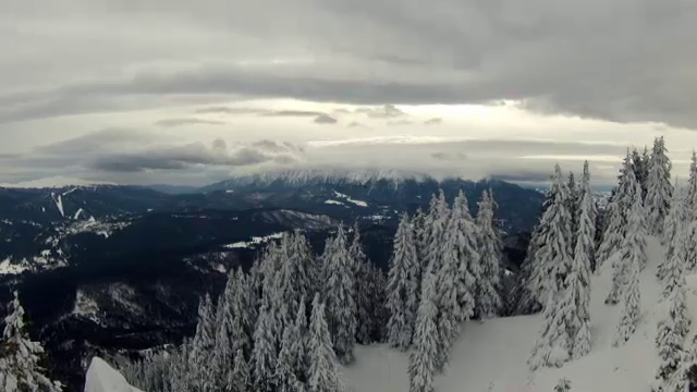 Duminica, la "Romania, te iubesc": cum sunt schingiuiti ursii si cum pot fi salvati