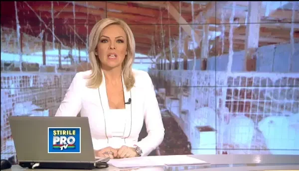 Crescatorii s-au reprofilat, afacerile cu iepuri gigant au inceput sa infloreasca in Romania