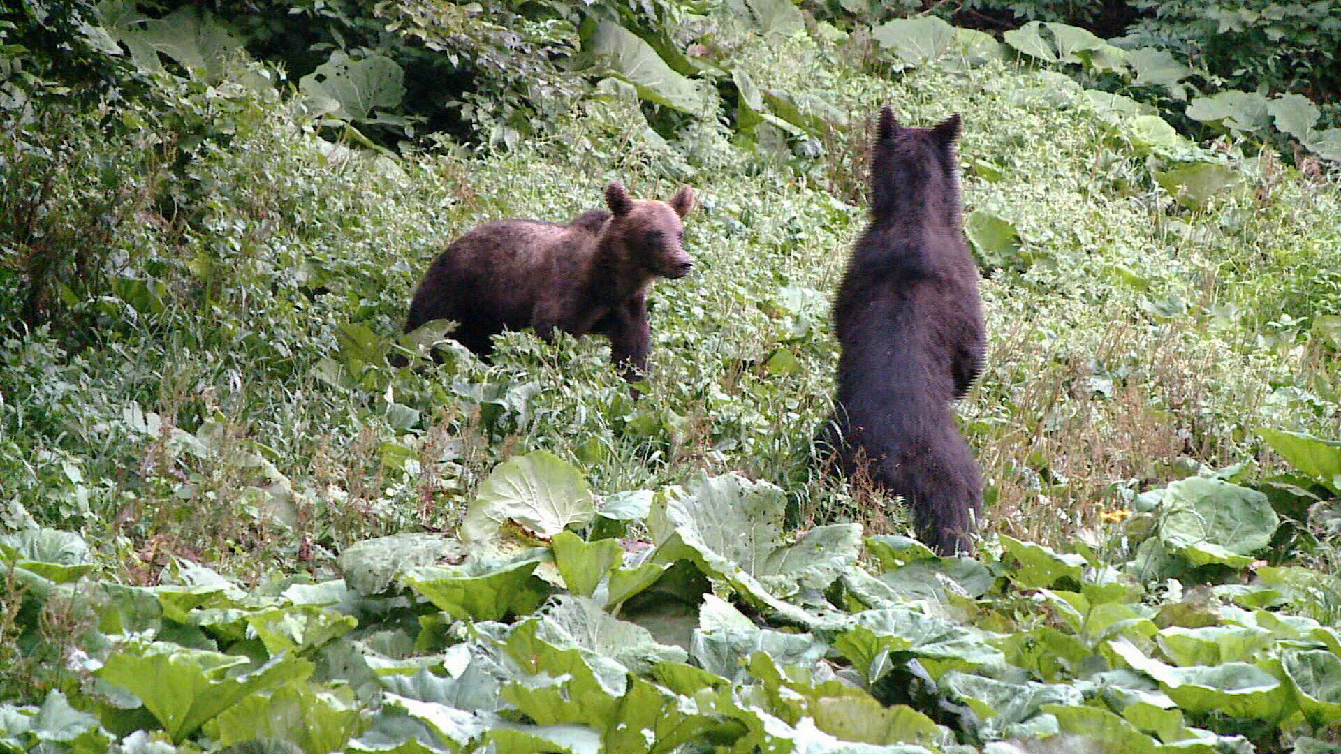 Omul e singur vinovat pentru conflictele cu uriasul salbatic. Depinde doar de noi daca securea razboiului poate fi ingropata