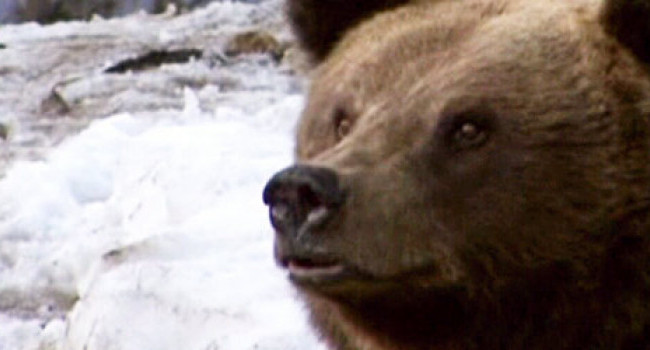 Descoperirea infioratoare facuta de vamesi. "Mai mult de 50 de ursi au fost ucisi pentru asta"