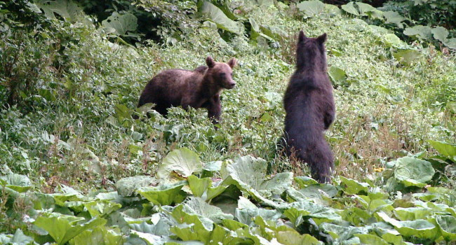 Ursul pacalit de oameni- 2.Cum a dus lipsa unei legi la exterminarea ursilor in unele tari europene