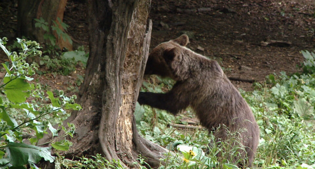 Un barbat din Bistrita-Nasaud a ajuns la spital dupa ce a fost atacat de un urs