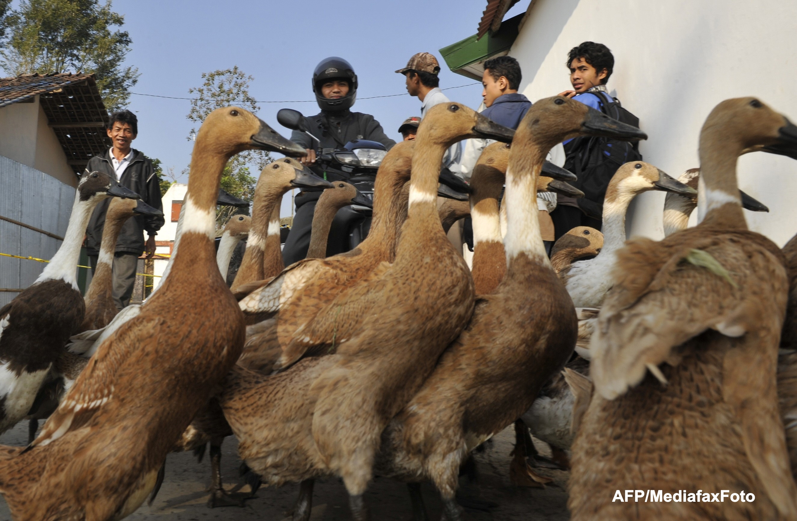 Peste trei milioane de pasari au fost sacrificate in Mexic din cauza gripei aviare