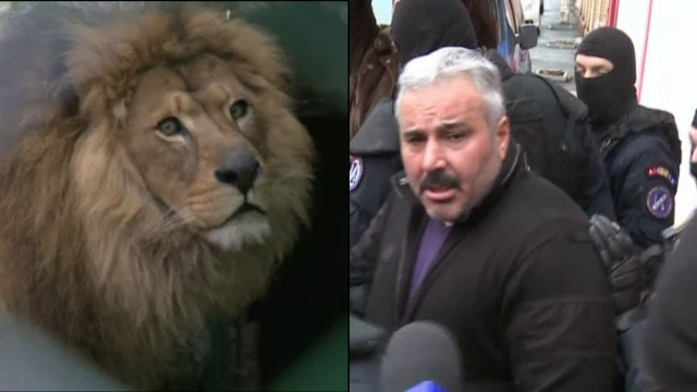 In fata judecatorilor, Sile Camataru a cerut sa intre in cusca leilor. "Simba m-ar lua in brate"