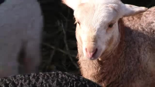 Anul acesta, de Paste, vom avea miei mai grasi, dar mai scumpi. Pretul, mai mare cu 10 lei/kg