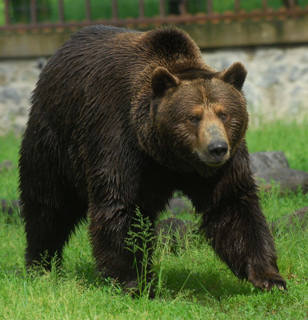 Un barbat din Maramures a fost atacat de un urs