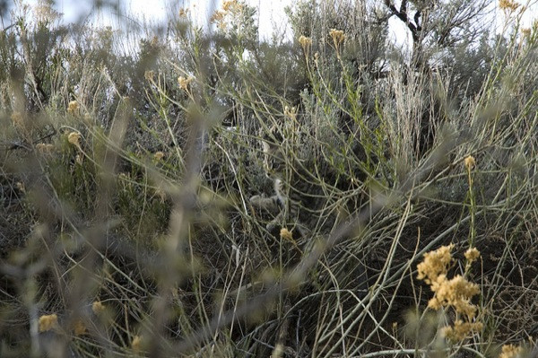 Cel mai reusit camuflaj. Poti vedea animalul din aceasta fotografie?