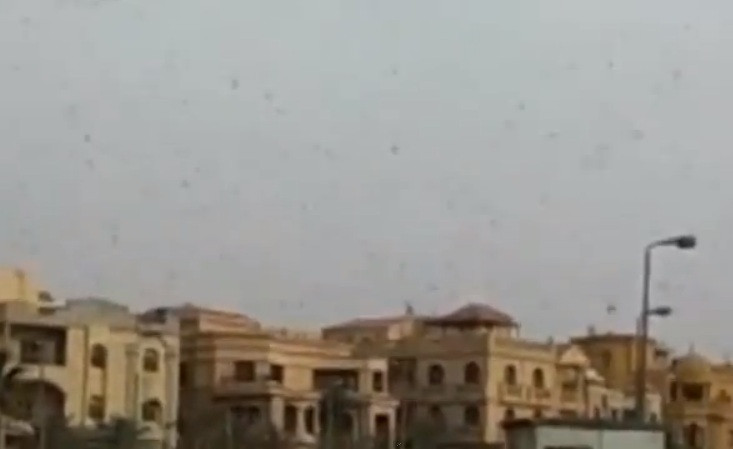 VIDEO. Imagini ca in plagile biblice. Milioane de lacuste au facut pagube in Egipt si Israel