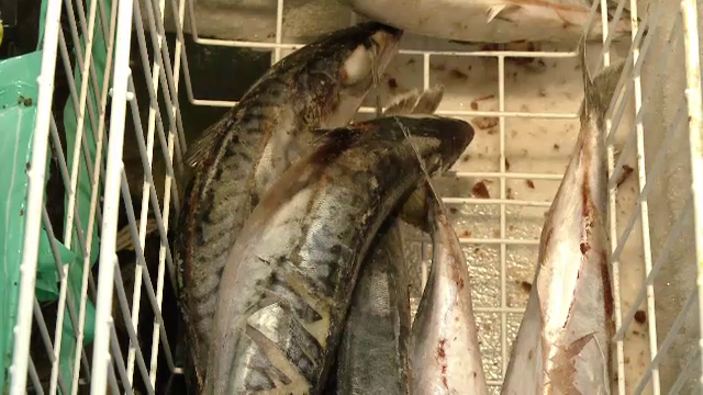 100 de tone de macrou, comercializate in mai multe judete din tara, infestate cu un parazit