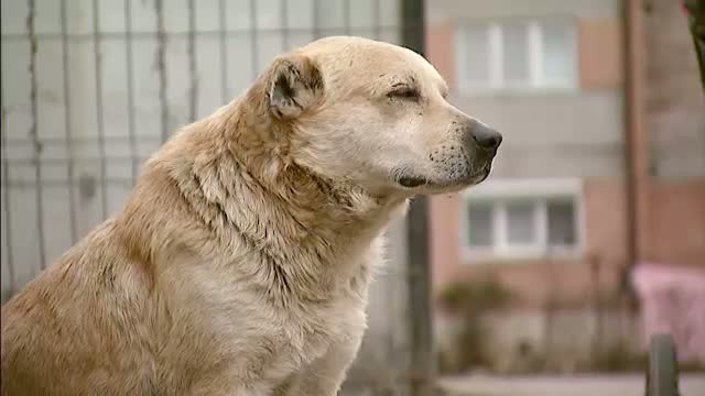 Cei 30 de caini omorati pe camp au fost impuscati de vanatori. "Puteau haitui animalele salbtice"