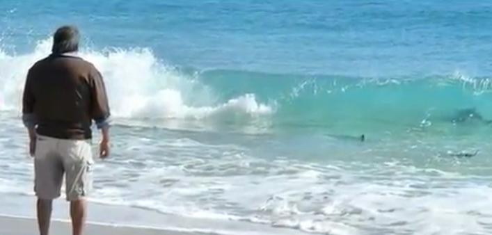 15.000 de rechini au "atacat" o plaja din Florida. Explicatia pentru acest fenomen